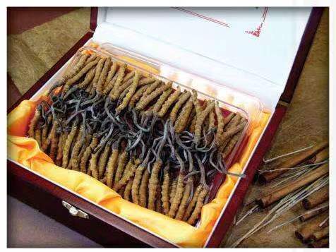 昆都仑冬虫夏草回收